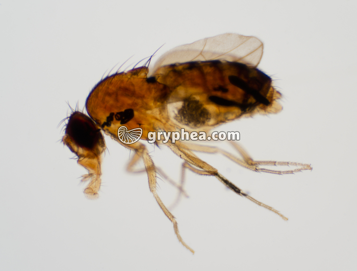 Drosophile mutée (miniature) x7 - gryphea.org